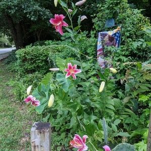 Meet your Posher, George